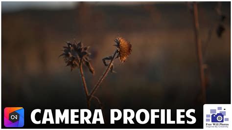 camara izaa|Isaac Camara Profiles